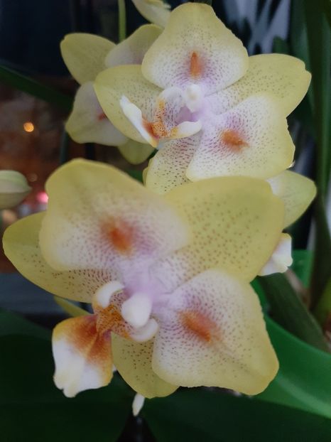  - orhidee
