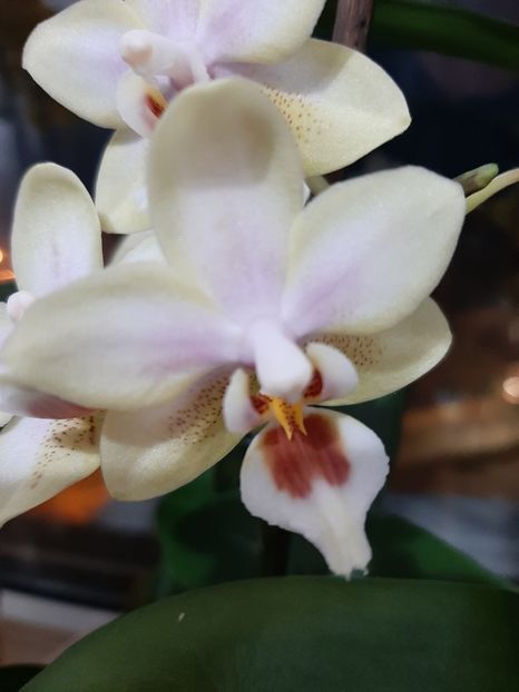  - orhidee