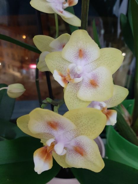  - orhidee