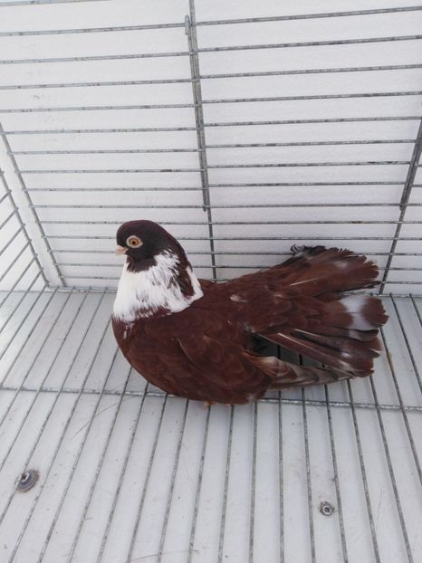  - Castani de Craiova