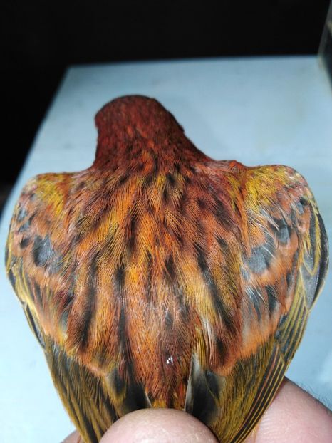  - Canari