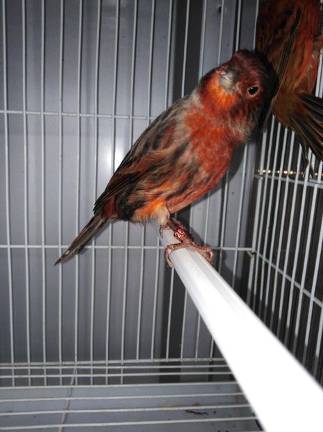  - Canari