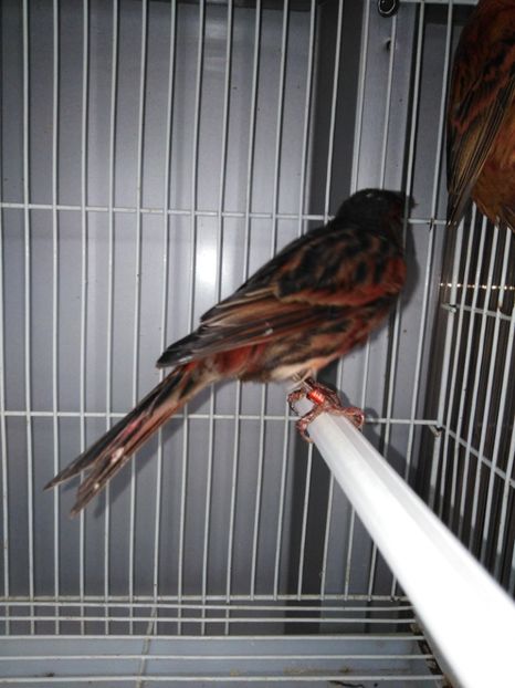  - Canari