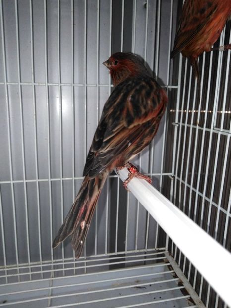  - Canari