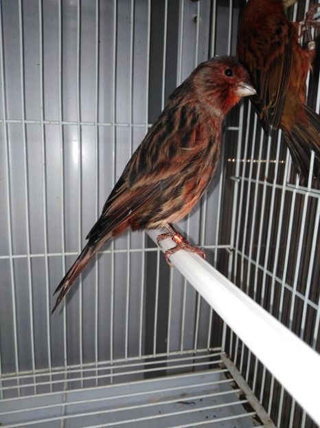  - Canari