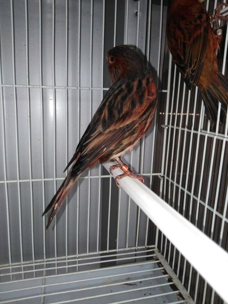  - Canari