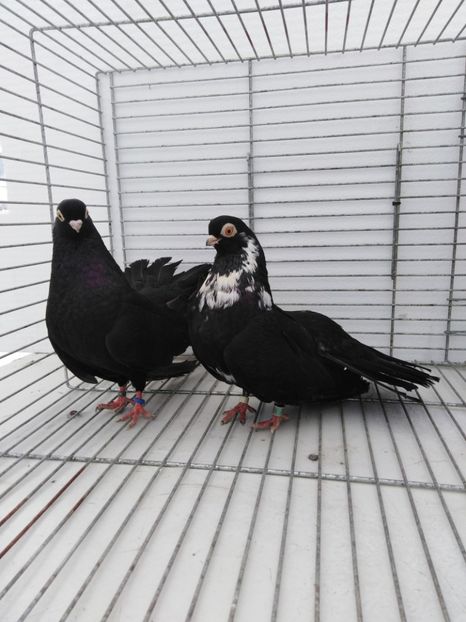  - Negru trenat de București