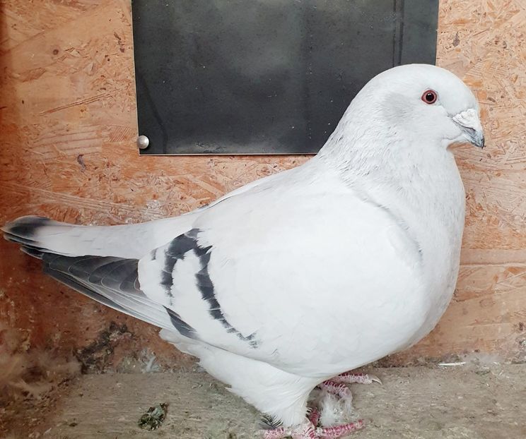 F 19   2626 - Matca 2021