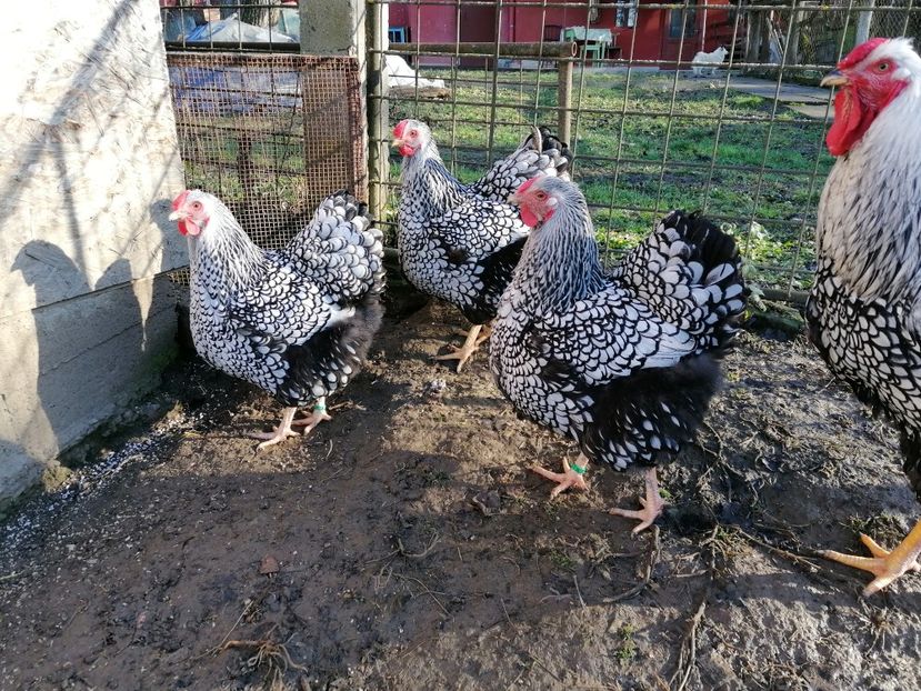  - Wyandotte Argintiu