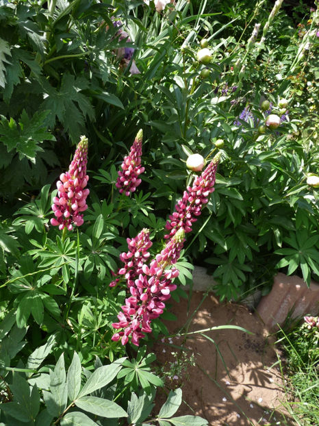  - Lupinus