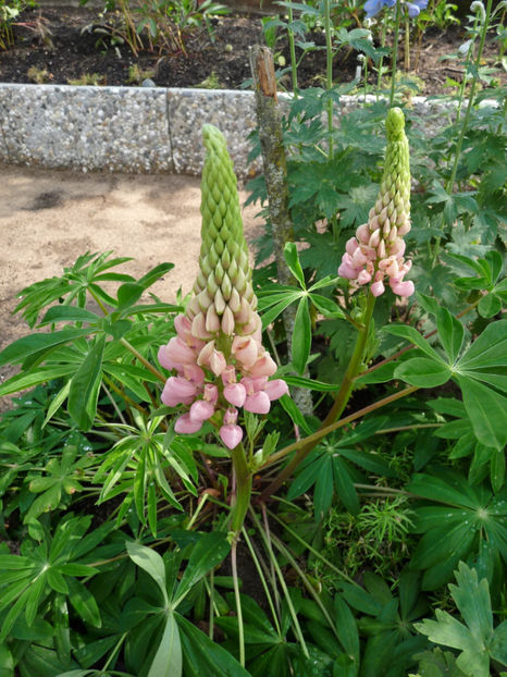  - Lupinus