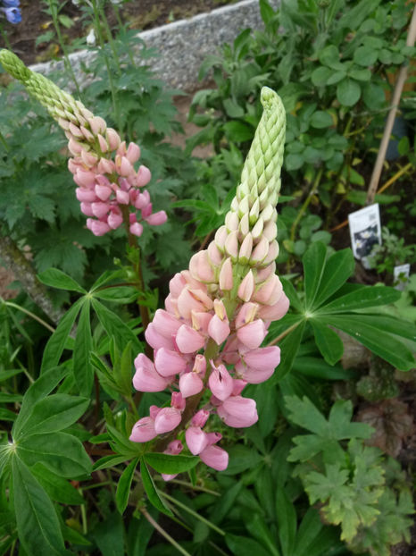  - Lupinus