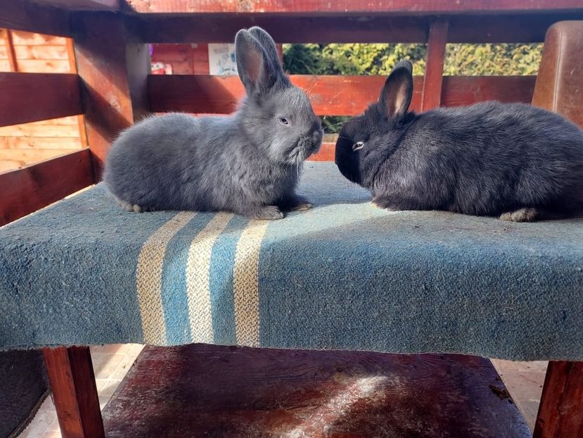 16983DA1-285E-4F37-80F7-F682ED395975 - New generation 2020