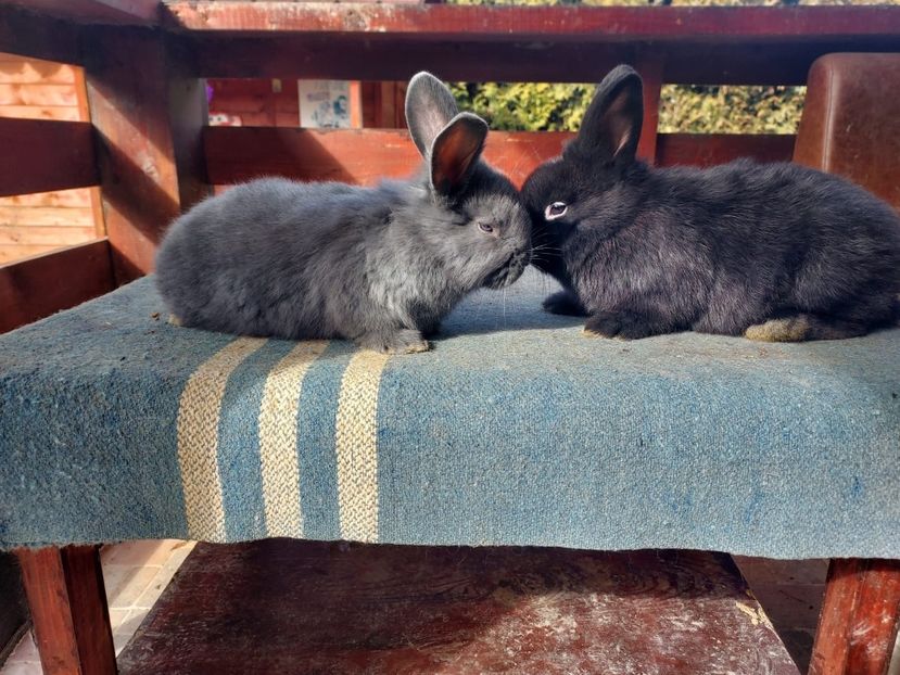 2F7E810C-67DF-4250-9F80-490400D4126A - New generation 2020