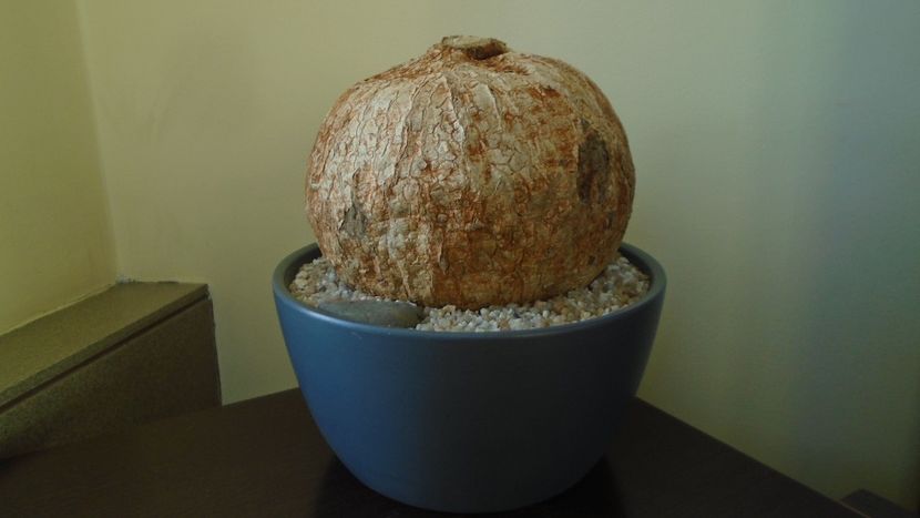 Ipomoea bolusiana - Caudiciforme - pachycaule si bulboase 2020 bis