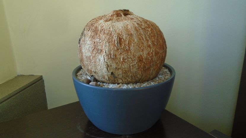 Ipomoea bolusiana - Caudiciforme - pachycaule si bulboase 2020 bis