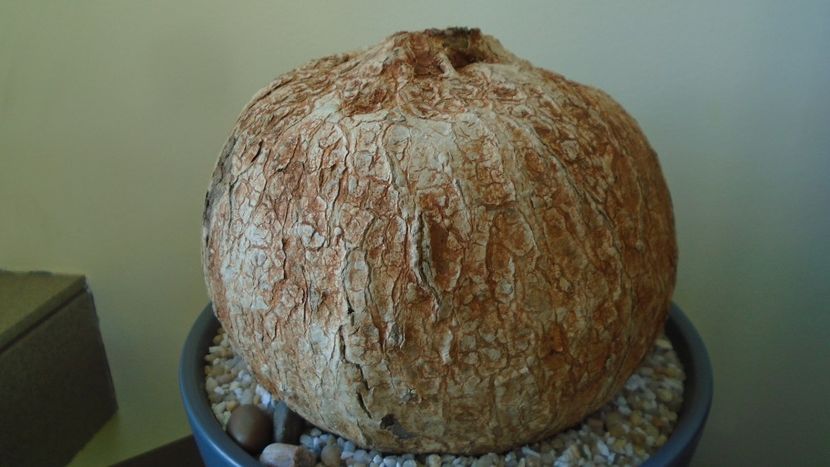 Ipomoea bolusiana - Caudiciforme - pachycaule si bulboase 2020 bis