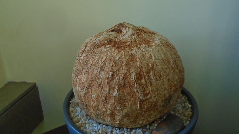 Ipomoea bolusiana - Caudiciforme - pachycaule si bulboase 2020 bis