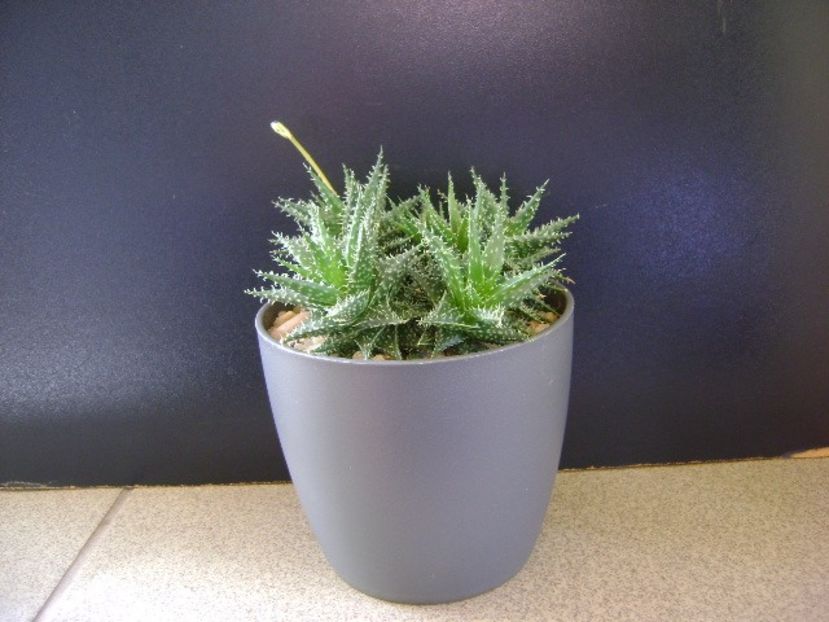 Aloe cv. Pepe (A. descoingsii & A. haworthioides) - Suculente 2020