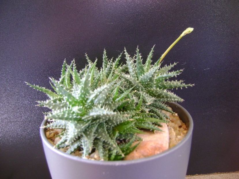 Aloe cv. Pepe (A. descoingsii & A. haworthioides) - Suculente 2020