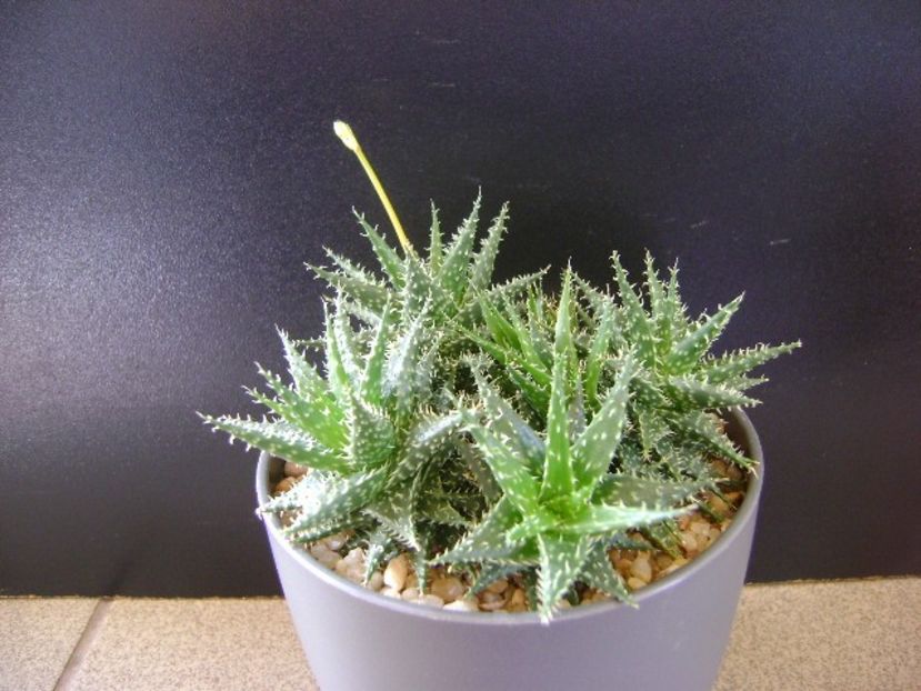Aloe cv. Pepe (A. descoingsii & A. haworthioides) - Suculente 2020