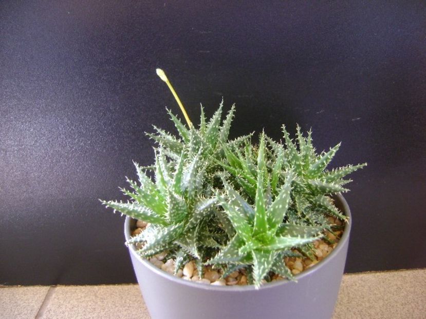 Aloe cv. Pepe (A. descoingsii & A. haworthioides) - Suculente 2020