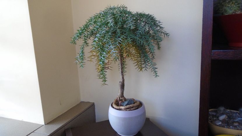 Araucaria cunninghamii v. glauca - Bonsai si prebonsai 2020-2023