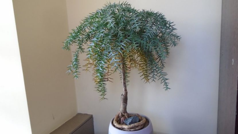 Araucaria cunninghamii v. glauca - Bonsai si prebonsai 2020-2023