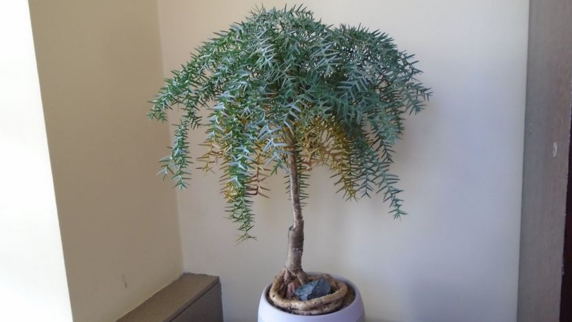 Araucaria cunninghamii v. glauca - Bonsai si prebonsai 2020-2023