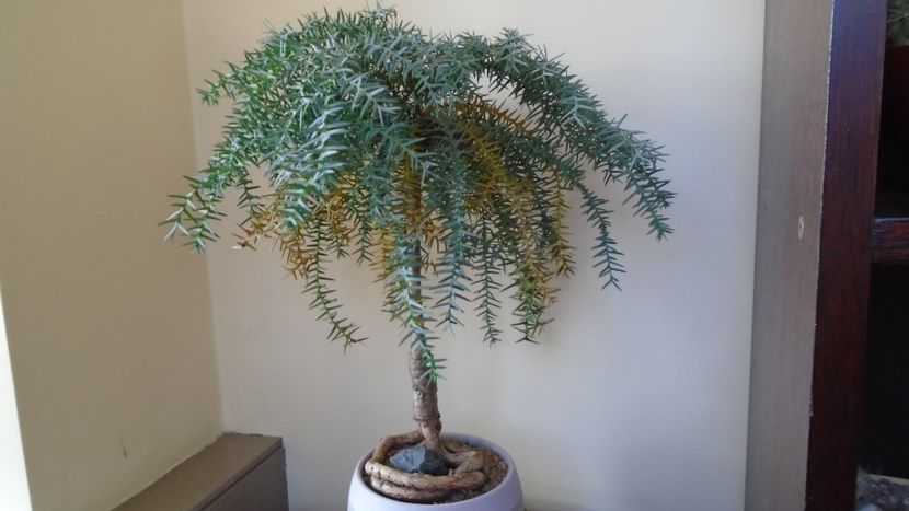 Araucaria cunninghamii v. glauca - Bonsai si prebonsai 2020-2023