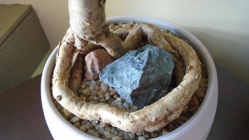 Araucaria cunninghamii v. glauca, detaliu - Bonsai si prebonsai 2020-2023