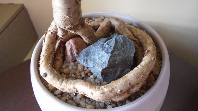 Araucaria cunninghamii v. glauca, detaliu - Bonsai si prebonsai 2020-2023