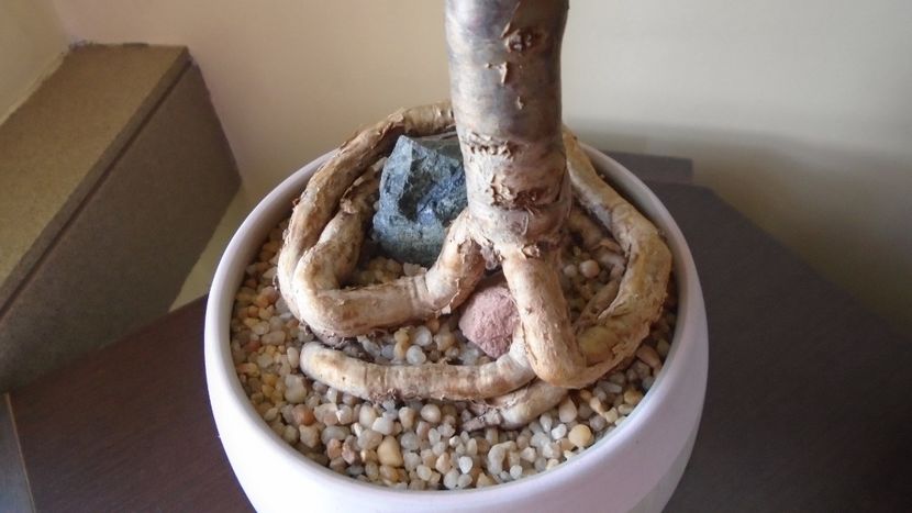 Araucaria cunninghamii v. glauca, detaliu - Bonsai si prebonsai 2020-2023