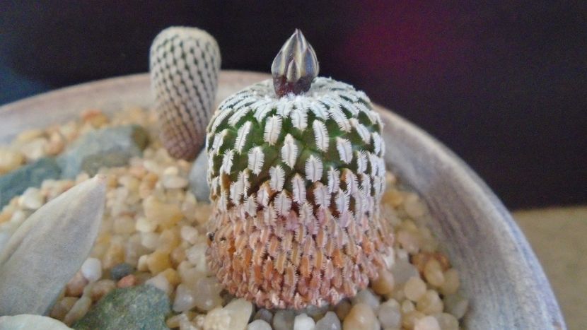 Turbinicarpus pseudopectinatus - Cactusi 2020 final de an