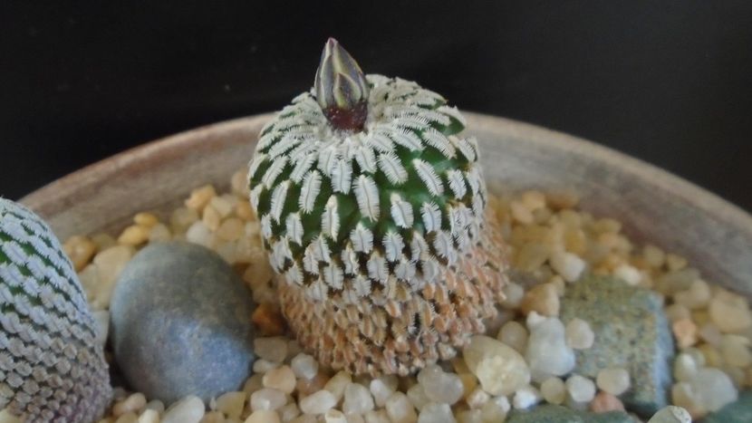 Turbinicarpus pseudopectinatus - Cactusi 2020 final de an