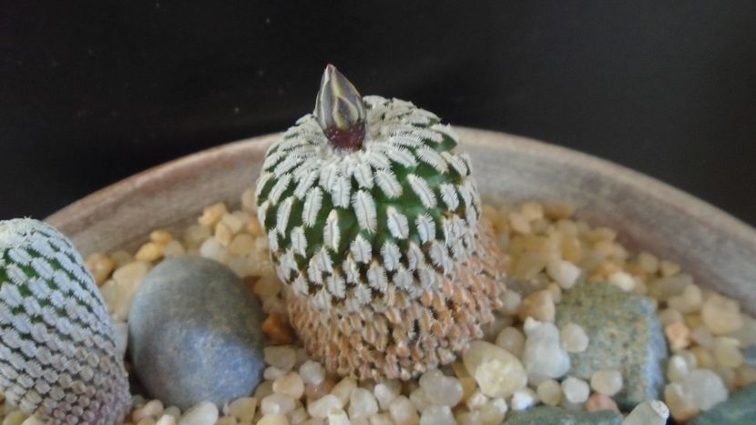 Turbinicarpus pseudopectinatus - Cactusi 2020 final de an