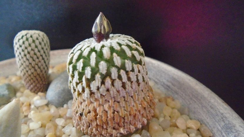 Turbinicarpus pseudopectinatus - Cactusi 2020 final de an