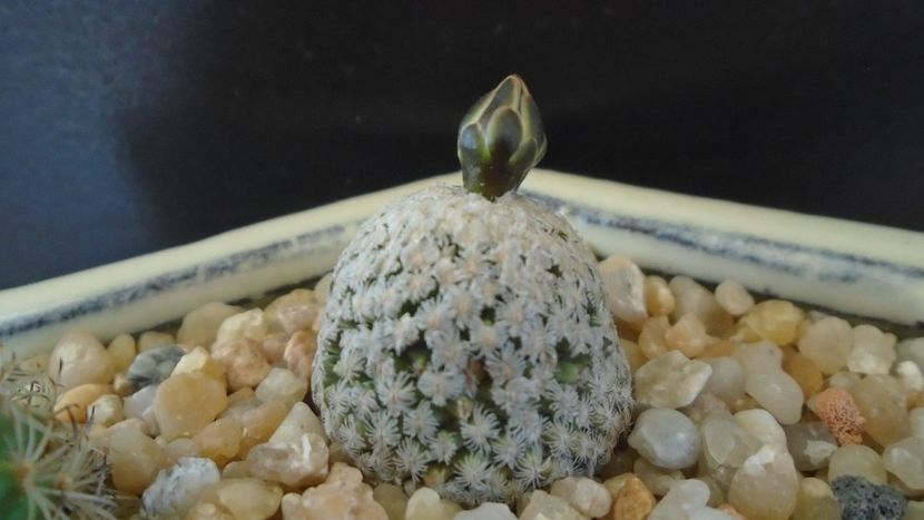 Turbinicarpus valdezianus, MM 96 Tecolotes, Zac. - Cactusi 2020 final de an