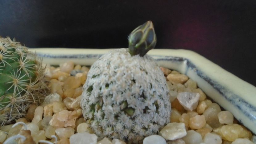 Turbinicarpus valdezianus, MM 96 Tecolotes, Zac. - Cactusi 2020 final de an