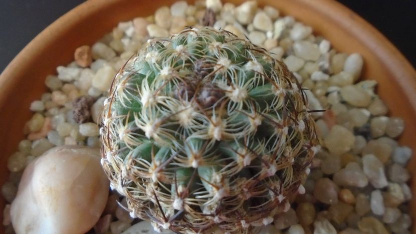 Pediocactus knowltonii - Cactusi 2020 final de an