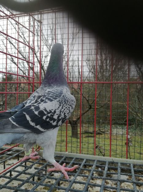  - De vanzare Februarie 2021