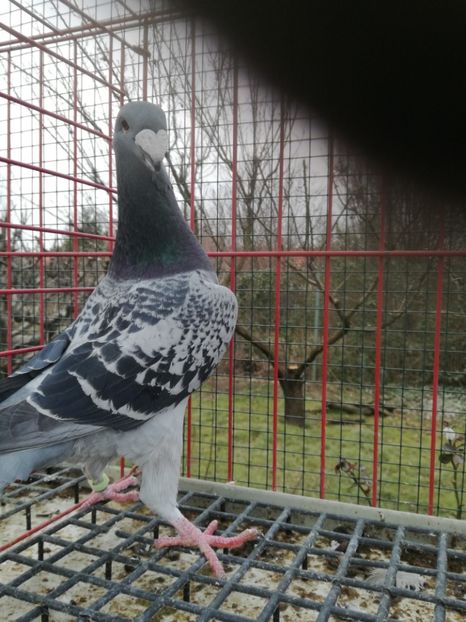  - De vanzare Februarie 2021