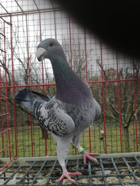  - De vanzare Februarie 2021