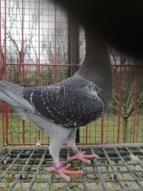  - De vanzare Februarie 2021