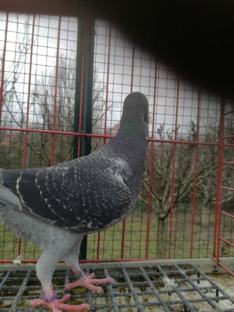  - De vanzare Februarie 2021