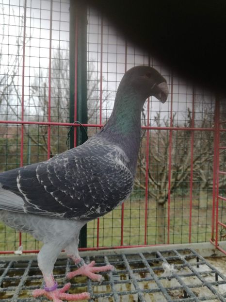  - De vanzare Februarie 2021