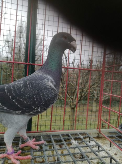  - De vanzare Februarie 2021