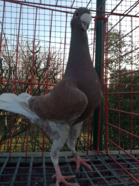  - De vanzare Februarie 2021