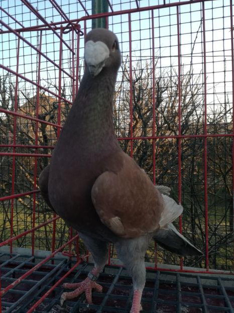  - De vanzare Februarie 2021