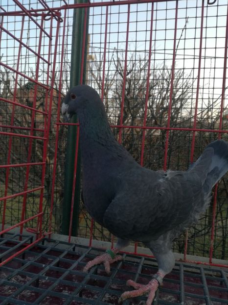  - De vanzare Februarie 2021